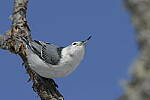 Click to see Y-JG-D500-SIGMA-60-600-4503.JPG