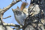 Click to see Y-JG-D500-SIGMA-60-600-4519.JPG