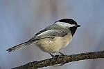 Click to see Y-JG-D500-SIGMA-60-600-4553.JPG