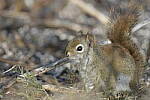 Click to see Y-JG-D500-SIGMA-60-600-4564.JPG