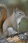 Click to see Y-JG-D500-SIGMA-60-600-4607.JPG