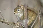 Click to see Y-JG-D500-SIGMA-60-600-4665.JPG