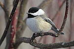 Click to see Y-JG-D500-SIGMA-60-600-4704.JPG