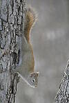 Click to see Y-JG-D500-SIGMA-60-600-4721.JPG