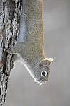 Click to see Y-JG-D500-SIGMA-60-600-4727.JPG
