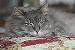 Click to see Y-JG-D500-SIGMA-60-600-4779.JPG