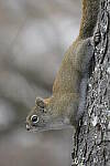 Click to see Y-JG-D500-SIGMA-60-600-4814.JPG