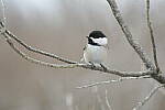 Click to see Y-JG-D500-SIGMA-60-600-4881.JPG