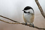 Click to see Y-JG-D500-SIGMA-60-600-4954-MOD.JPG