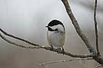 Click to see Y-JG-D500-SIGMA-60-600-4954.JPG