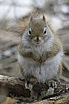 Click to see Y-JG-D500-SIGMA-60-600-5031.JPG