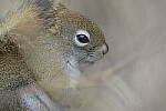 Click to see Y-JG-D500-SIGMA-60-600-5052.JPG