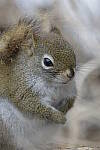 Click to see Y-JG-D500-SIGMA-60-600-5071.JPG