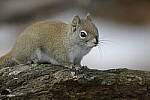 Click to see Y-JG-D500-SIGMA-60-600-5144.JPG