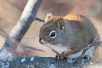Click to see Y-JG-D500-SIGMA-60-600-5313-MOD.JPG