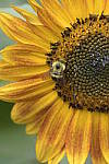 Click to see Y-d500-sigma100-400f5-63c-JG51989.JPG