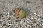 Click to see Y-d500-sigma100-400f5-63c-JG52086.JPG