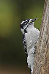 Click to see Y-d500-sigma100-400f5-63c-JG52107.JPG