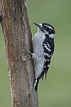 Click to see Y-d500-sigma100-400f5-63c-JG52153.JPG