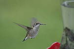 Click to see Y-d500-sigma100-400f5-63c-JG52164.JPG