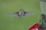 Click to see Y-d500-sigma100-400f5-63c-JG52172.JPG