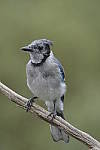 Click to see Y-d500-sigma100-400f5-63c-JG52196.JPG