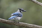 Click to see Y-d500-sigma100-400f5-63c-JG52219.JPG