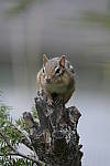 Click to see Y-d500-sigma100-400f5-63c-JG52287.JPG