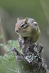 Click to see Y-d500-sigma100-400f5-63c-JG52301.JPG