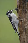 Click to see Y-d500-sigma100-400f5-63c-JG52384.JPG