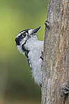 Click to see Y-d500-sigma100-400f5-63c-JG52449.JPG
