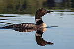 Click to see Y-d500-sigma100-400f5-63c-JG52530-MOD.JPG
