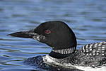 Click to see Y-d500-sigma100-400f5-63c-JG52599.JPG