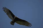 Click to see Y-d500-sigma100-400f5-63c-JG52620.JPG