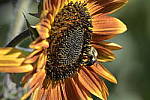 Click to see Y-d500-sigma100-400f5-63c-JG52652.JPG