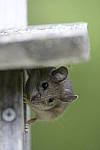 Click to see Y-d500-sigma100-400f5-63c-JG52693.JPG