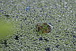 Click to see Y-d500-sigma100-400f5-63c-JG52711.JPG