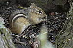 Click to see Y-d500-sigma100-400f5-63c-JG52725.JPG