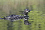 Click to see Y-d500-sigma100-400f5-63c-JG52807.JPG