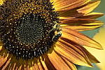Click to see Y-d500-sigma100-400f5-63c-JG52859.JPG
