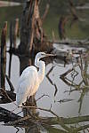 Click to see Y-d500-sigma100-400f5-63c-JG53050.JPG