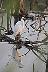 Click to see Y-d500-sigma100-400f5-63c-JG53056.JPG