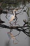 Click to see Y-d500-sigma100-400f5-63c-JG53058.JPG