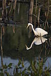 Click to see Y-d500-sigma100-400f5-63c-JG53071.JPG