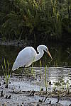 Click to see Y-d500-sigma100-400f5-63c-JG53171.JPG