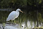 Click to see Y-d500-sigma100-400f5-63c-JG53177.JPG
