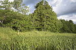 Click to see Y-nikon10-20f45-56g-JG59428.JPG