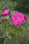 Click to see Y-nikon10-20f45-56g-JG59575.JPG