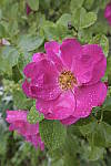 Click to see Y-nikon10-20f45-56g-JG59662.JPG