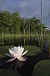 Click to see Y-nikon10-20f45-56g-JG59697.JPG